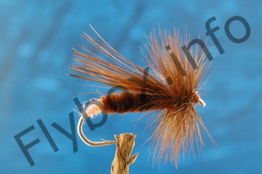 Walker's Red Sedge